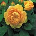 Golden Celebration  (Голден Селебрэйшен) - 1992 г., английские розы (горшок 2 литра)