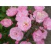 Heavenly Pink  (Хэвенли Пинк) - 1997 г., кустовые розы (горшок 2 литра)