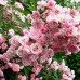 Heavenly Pink  (Хэвенли Пинк) - 1997 г., кустовые розы (горшок 4 литра)