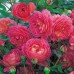 Jubilee Celebration  (Джубили Селебрэйшн) - 2002 г., английские розы (горшок 2 литра)