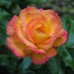 Bonanza  (Бонанза) - парковая роза, 1983 г.  (горшок 2 литра)