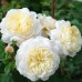 Crocus Rose (Crocus Rose) - 2000 г.