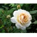 Crocus Rose (Crocus Rose) - 2000 г., английские розы (горшок 4 л.)