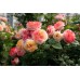 Rosomane Janon (Розомэн Жанон) - 2001 г., кустовые розы  (горшок 2 литра)