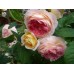Rosomane Janon (Розомэн Жанон) - 2001 г., кустовые розы  (горшок 2 литра)