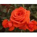 Salita  (Салита) - 1987 г., плетистые розы  (горшок 4 литра)
