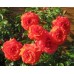 Salita  (Салита) - 1987 г., плетистые розы  (горшок 4 литра)
