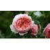 The Alnwick Rose (Зе Алнвик Роз) - 2001 г., английские розы  (горшок 2 литра)