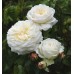 Tranquillity  (Транквилити) - 2012 г., английские розы (горшок 4 литра)