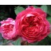  Benjamin Britten  (Бенджамин Бриттен) - 2001 г., английские розы (горшок 4 литра)