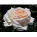 Chandos Beauty (Чендос Бьюти) - 2005 г., чайно-гибридные розы, 2005 г. (горшок 2 литра)