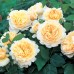 Crocus Rose (Crocus Rose) - 2000 г., английские розы (горшок 4 л.)