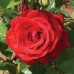 Cumberland (Камберланд) - 2007 г., плетистые розы (горшок 4 литра)