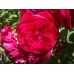 Quadra (Квадра) - 1981 г., парковые розы (горшок 4 литра)