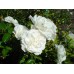Swany (Свани) - 1987 г., почвопокровные розы (горшок 4 литра)