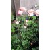 Корнесобственные розы (фотогалерея)
