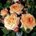 Barock  (Барок) - плетистые розы,1999 г. (горшок 4 литра)