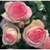 Pierre de Ronsard  (Пьер де Ронса́р) - 1987 г., плетистые розы (горшок 2 литра)