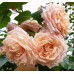 Barock  (Барок) - плетистые розы,1999 г. (горшок 4 литра)