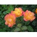 Bonanza  (Бонанза) - парковая роза, 1983 г.  (горшок 2 литра)